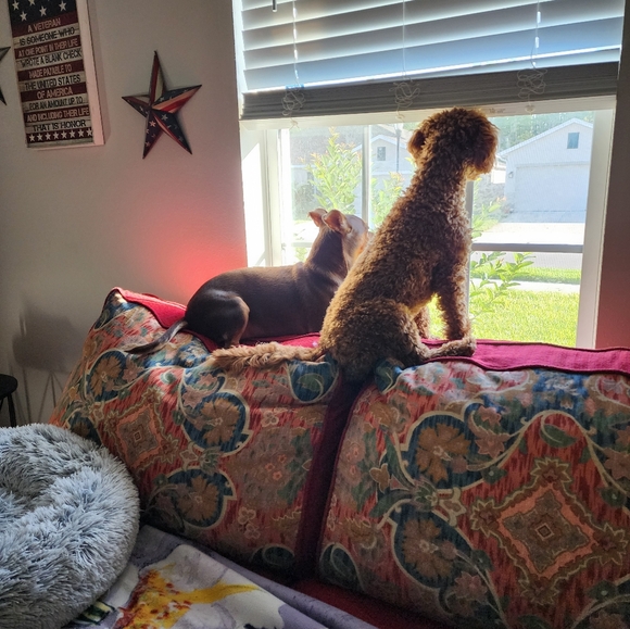 Meet your Posher, Diane - Picture 2 of 3